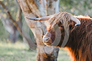 Close up portrait of male Highland Cow on Australian farm