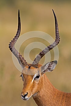 Close-up portrait of male Impala