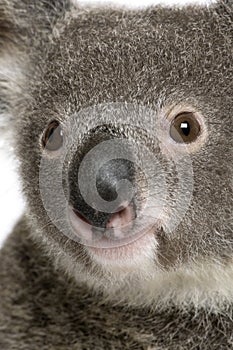 Close-up portrait of male Koala bear