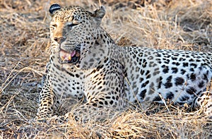 Close up portrait of male leopard with open mouth showing teeth and tongue and dry grass in background