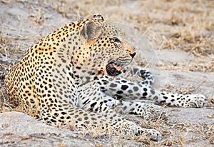 Close up portrait of male leopard with open mouth showing teeth and tongue and dry grass in background