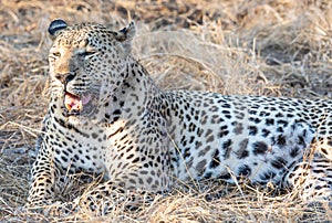Close up portrait of male leopard with open mouth showing teeth and tongue and dry grass in background