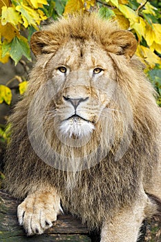 Close up portrait of a male lion Panthera Leo