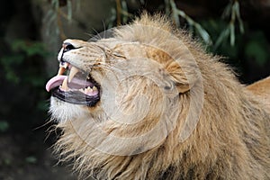 Close up portrait of a male lion, Panthera Leo