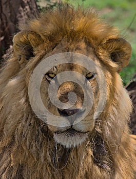 close-up portrait of male lion sitting in the shade of the tree looking alert in the wild savannah of Serengeti National Park,