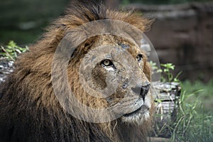 Close up portrait of a male lion with scar face
