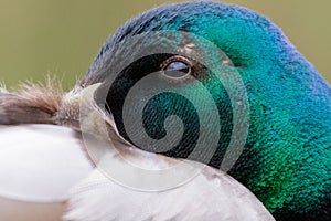 Close-up portrait of male Mallard duck Anas platyrhynchos