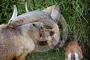 Close-up portrait of a male mountain goat with large powerful rounded horns