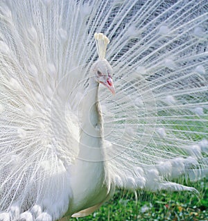 Close-up portrait of male peacock