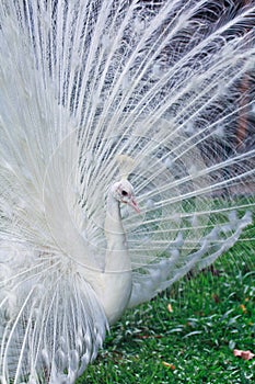 Close-up portrait of male peacock