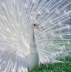 Close-up portrait of male peacock