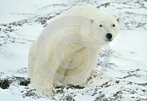 Close up portrait Male polar bear (Ursus maritimus)