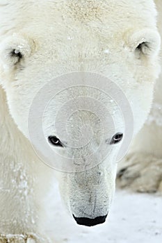 Close up portrait Male polar bear (Ursus maritimus)