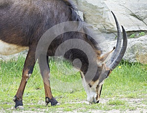 Close up portrait of male Sable antelope Hippotragus niger grazing on green grass. Sable antelope inhabits wooded