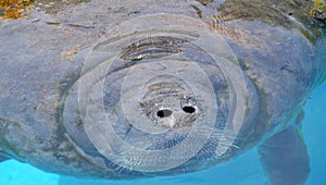 Close-up portrait of manatee in a pool