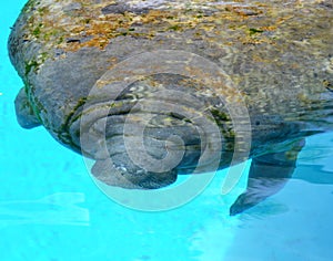 Close-up portrait of manatee in a pool