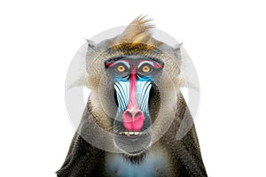 A close-up portrait of a mandrill against a white background photo