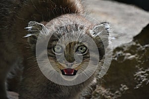 Close up portrait of manul kitten hissing