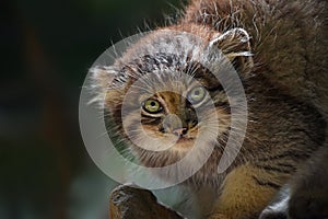 Close up portrait of manul kitten