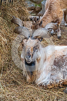 Close-up portrait of Markhor, Capra falconeri, wild goat native to Central Asia, Karakoram and the Himalayas