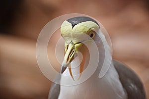 Close up portrait of a Masked Lapwing, Vanellus Miles