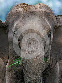 Close-up portrait of a matriarch elephant aggressively charging while holding grass in her mouth