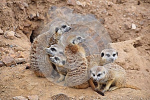 Close up portrait of meerkat family looking away