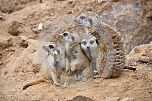 Close up portrait of meerkat family looking away