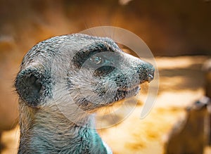 Close-up portrait of meerkat with orange background photo