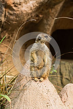 Close-up portrait of meerkat standing