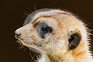 Close-up portrait of meerkat standing