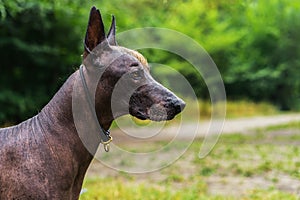 Close up portrait Mexican hairless dog xoloitzcuintle, Xolo on a background of green grass in the park