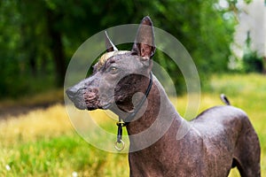 Close up portrait Mexican hairless dog xoloitzcuintle, Xolo on a background of green grass in the park