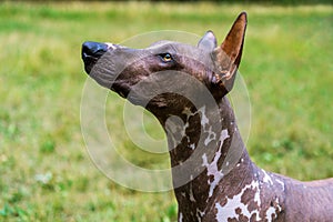 Close up portrait Mexican hairless dog xoloitzcuintle, Xolo on a background of green grass and trees in the park