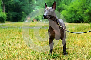 Close up portrait Mexican hairless dog xoloitzcuintle, Xolo full length on a background of green grass and trees in the park