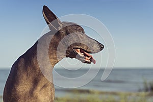 Close up portrait of a Mexican Hairless Dog Xoloitzcuintle, Xolo on a sandy beach against the blue sky
