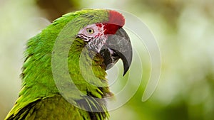 Close up portrait of military macaw (ara militaris)