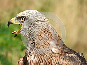 Close-up portrait milvus migrans, black kite, yellow-billed kite, open beak portrait single photo