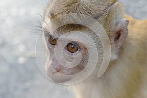 Close up portrait of monkey