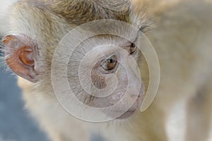 Close up portrait of monkey