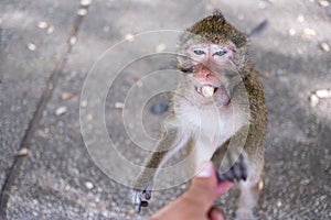 Close up portrait of monkey