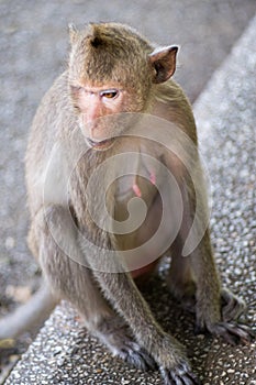 Close up portrait of monkey