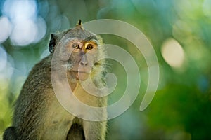 Close up portrait monkey.