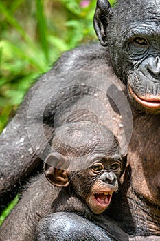 Close up Portrait Mother and Cub of Bonobo