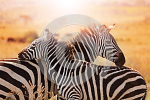Close-up portrait of mother zebra with its foal