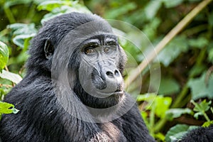 Close up Portrait of a mountain gorilla.