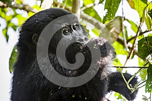 Close up Portrait of a mountain gorilla at a short distance in natural habitat. The mountain gorilla Gorilla beringei beringei