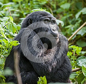 Close up Portrait of a mountain gorilla at a short distance in natural habitat. The mountain gorilla Gorilla beringei beringei