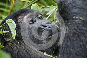 Close up Portrait of a mountain gorilla at a short distance in natural habitat. The mountain gorilla Gorilla beringei beringei