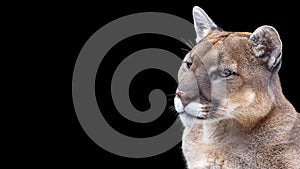 Close up portrait of a mountain lion